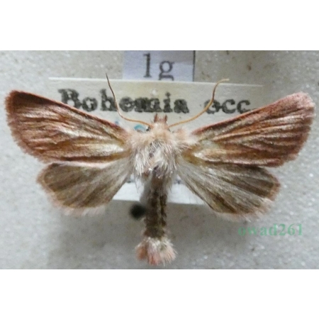Denticucullus pygmina (Haworth, 1809) Czech1g